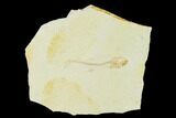Jurassic Fossil Fish (Orthogoniklethrus) - Solnhofen Limestone #139373-1